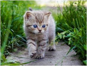 娱乐吃瓜酱猫抱枕,带你感受萌宠的魅力  第1张